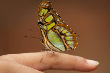 热带绿屋里手指上美丽的蝴蝶特写