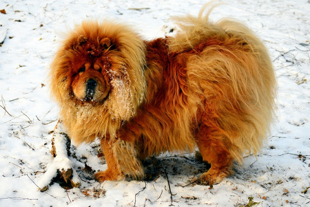 生活在欧洲城市的棕色松狮犬狗图片