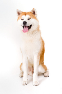 秋田 inu