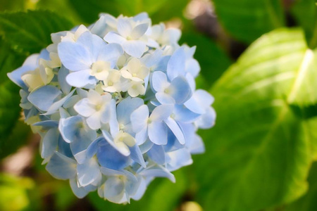 美丽的蓝白绣球花照片