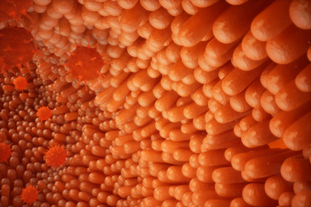 图示小肠绒毛.肠道衬里.显微绒毛和毛细血管.人类肠道.