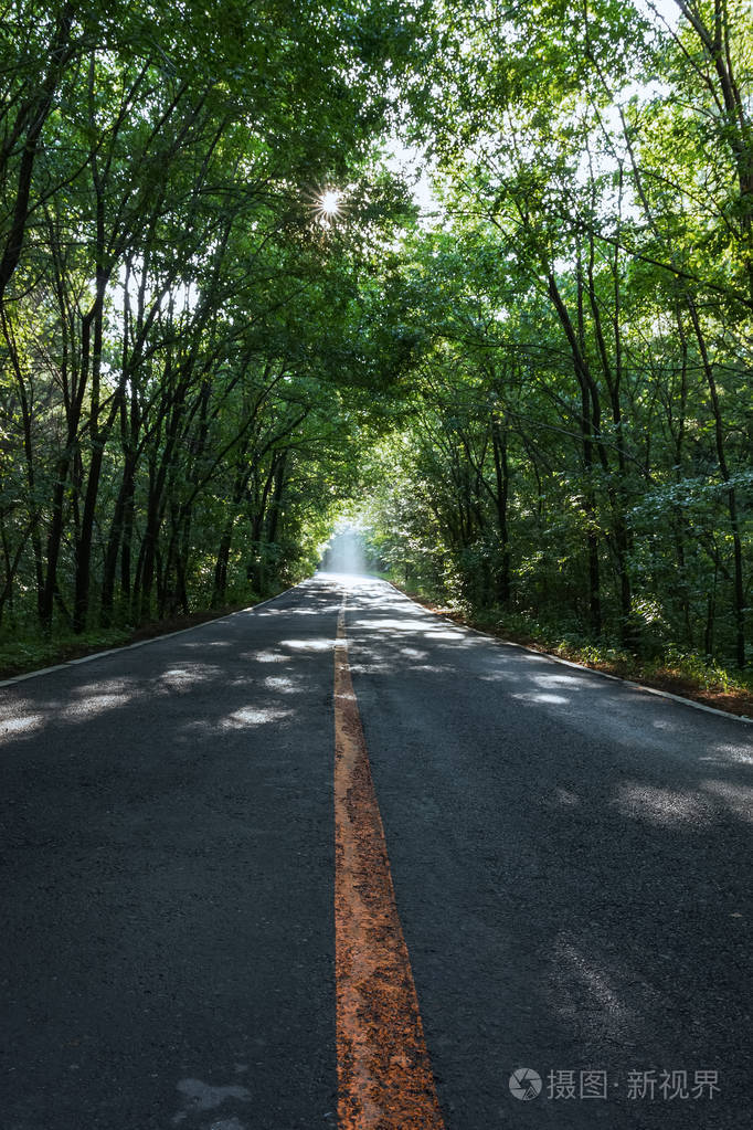 茂密森林中的森林道路