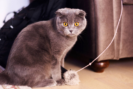 年轻的灰色小猫图片