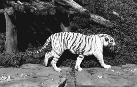 老虎在动物园和自然