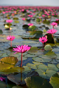 海的粉红色莲花，泰国