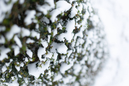 松树的特写与雪