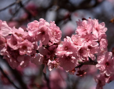 粉红色的樱花盛开。樱桃花小簇在樱桃树枝上。樱花日本樱花在植物园里