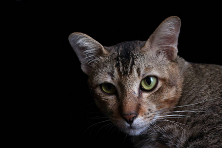 黑色条纹猫图片