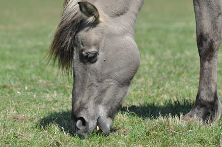 将哺乳动物图片