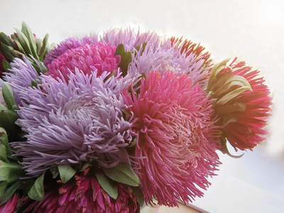 彩色紫苑的花束 秋天的花朵 背景模糊 紫苑照片 正版商用图片0rvei3 摄图新视界