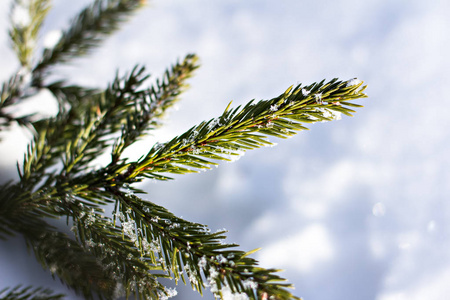 云杉在雪地里枝条。圣诞树在白色。圣诞假期背景