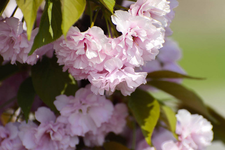 柔和的焦点樱花或樱花花在树枝上对蓝天背景。日本樱桃。景深浅。专注于花朵的中心