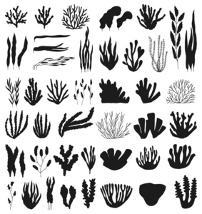 珊瑚的剪影图片