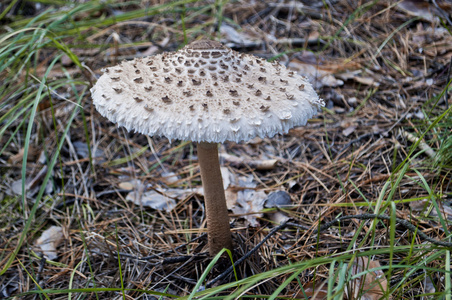 鹅膏菌与巫婆图片