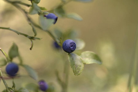 青霉欧洲蓝莓