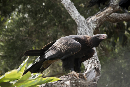 楔形尾鹰栖息在一棵树上