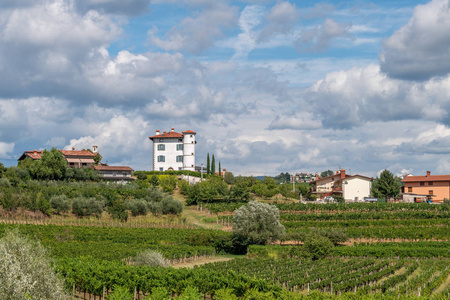 橄榄树和葡萄园环绕在 Ceglo 的村庄, 也 Zegla 在著名的斯洛文尼亚酒生长地区 Goriska Brda, 村庄在山顶