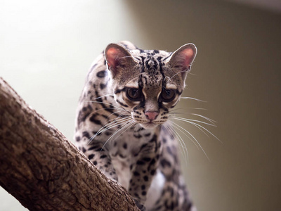 Margay, 美洲豹 wiedii, 罕见的南美猫手表摄影师