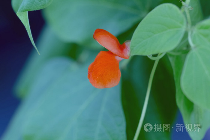 红朵漂亮的花豆