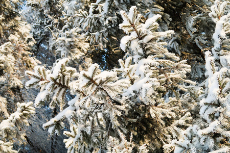 雪中的冬树云杉