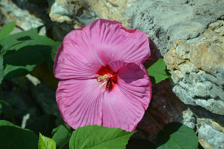 芙蓉花在花园里