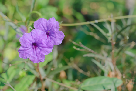 野生的矮牵牛花卉