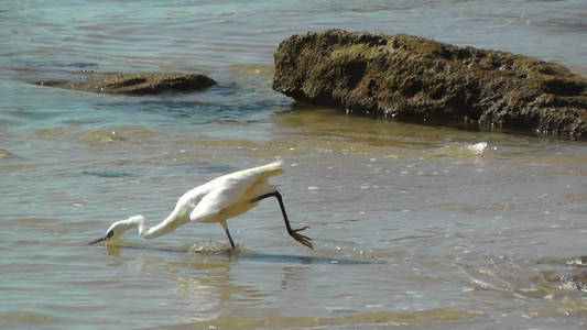 特写与白鹭钓鱼在以色列的海滩上