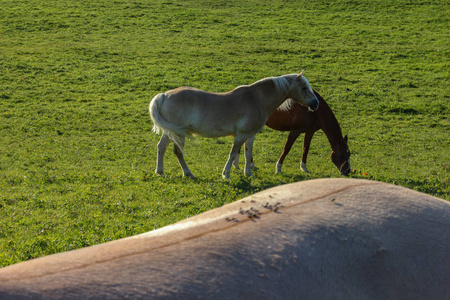 两匹马在围场后面的另一匹马