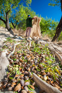刚在收获季节在诺托，西西里岛的网摘杏仁