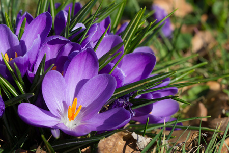 黄番红花春天的花朵图片