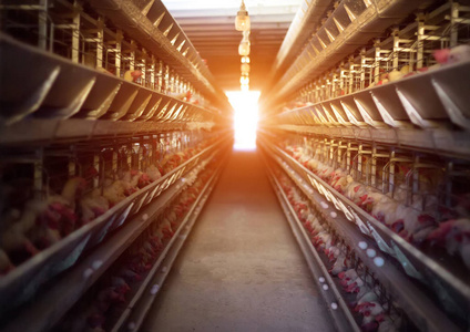 家禽养殖场, 鸡坐在露天笼子里吃混合饲料, 传送带上放着母鸡的蛋, 农场, 家禽屋