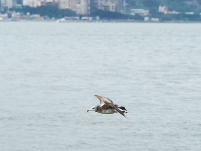 飞翔的海鸥或海鸥