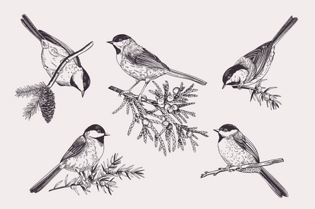 树上的小鸟图片-树上的小鸟素材-树上的小鸟插画-摄图新视界