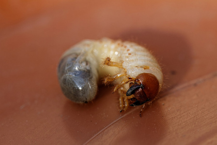 5 月甲虫幼虫