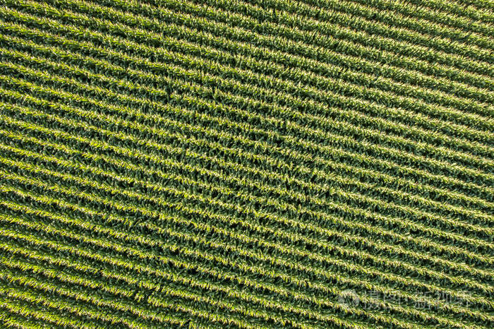 科罗拉多东部玉米田鸟瞰图