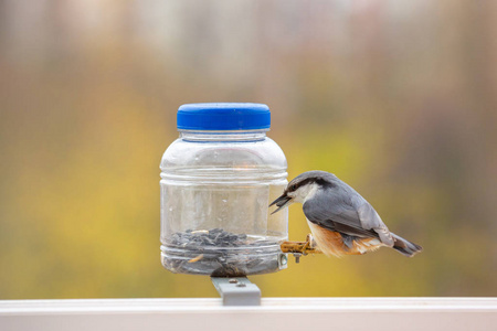 欧亚 nuthatch sitta europaea在鸟饲料