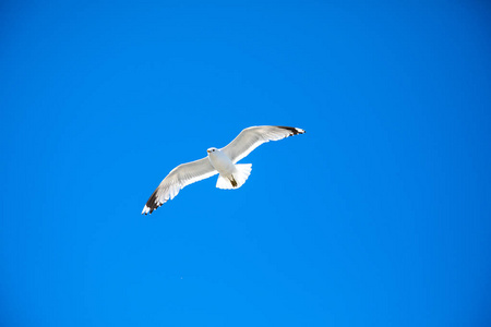 白海鸥在蓝天下飞翔