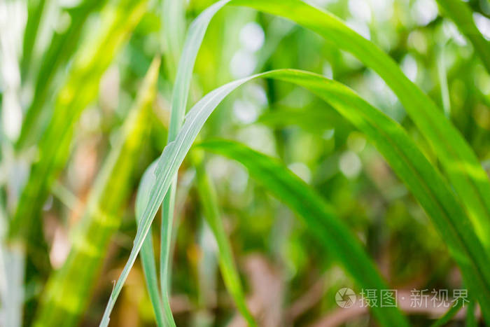 甘蔗叶在绿色的背景它是制糖的原料