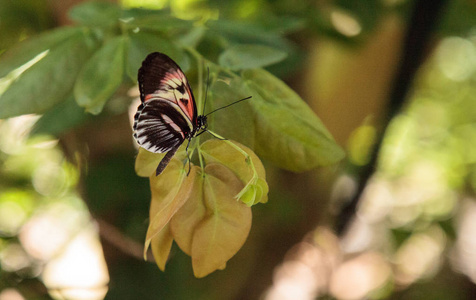 钢琴钥匙蝴蝶 Heliconius melpomene 栖息在花园的叶子上