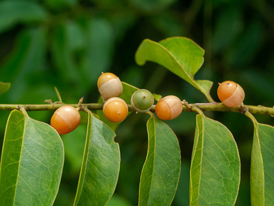 Olax psittacorum 果 林 植物在枝叶上的树枝上