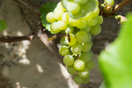 黄蜂在葡萄上觅食。黄蜂在葡萄园里吃葡萄。特写