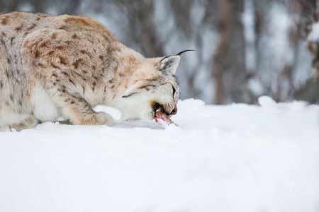 吃肉的欧洲猞猁