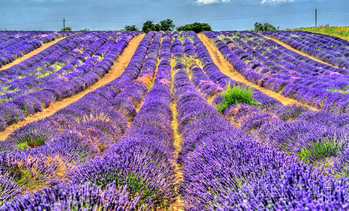 在法国普罗旺斯的薰衣草田地
