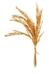 一束有机大米时代的分离照片