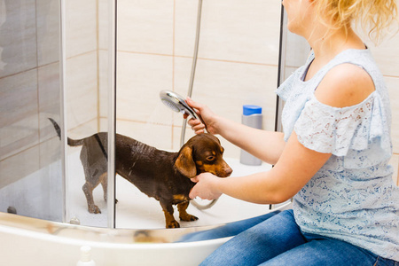 女人照顾她的小狗。女人洗, 在淋浴下清洗腊肠。动物卫生概念