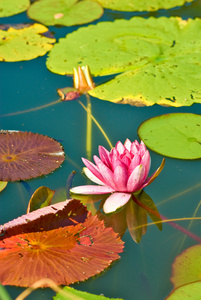 莲花在水面上