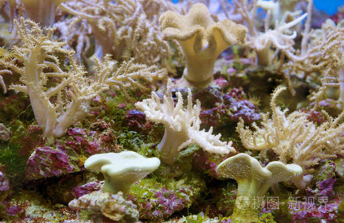 海的柔软和角质珊瑚殖民地和孤独的底栖生物许多种类的珊瑚息肉有钙质