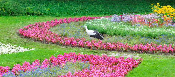 夏季公园有美丽的花朵。一只鹤走在花坛的背景下。阳光明媚的日子。宽幅照片
