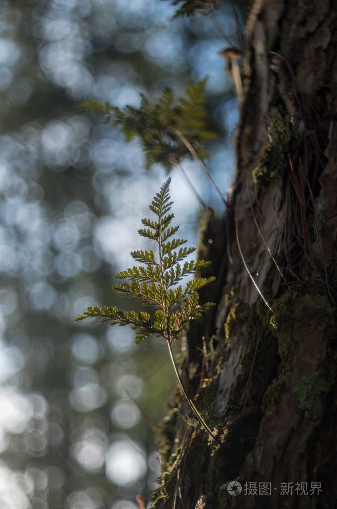 蕨类植物地衣和苔藓生活在松树上它是共生自然现象的生存美丽带来经典