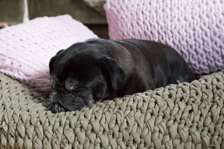 阿德海德是她的沙发床上的黑色小狗拖把的名字, 背景中有粉红色的坐垫, 什么是完美的颜色温暖的组合